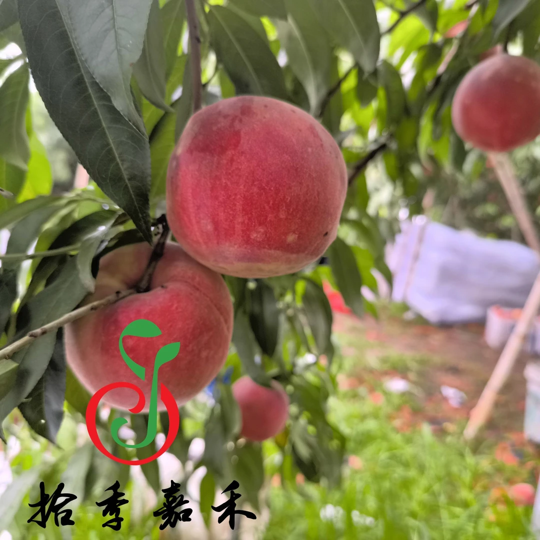 平谷离核大桃  纯甜桃 现摘现发 两箱