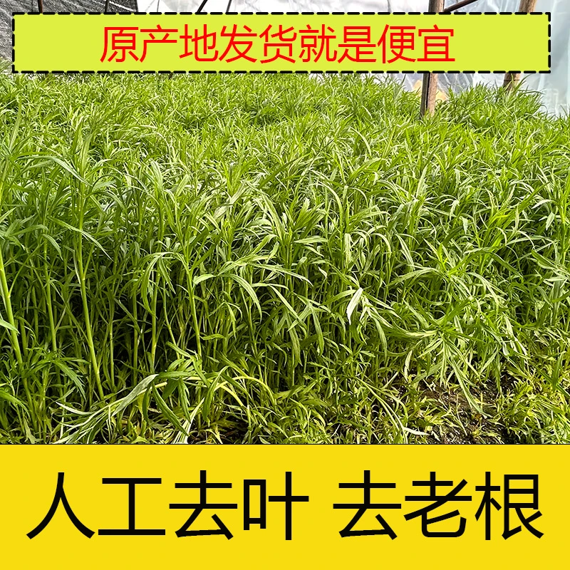 苏北新鲜头采摘美味头茬芦篙黎篙现摘现发货2斤送一斤