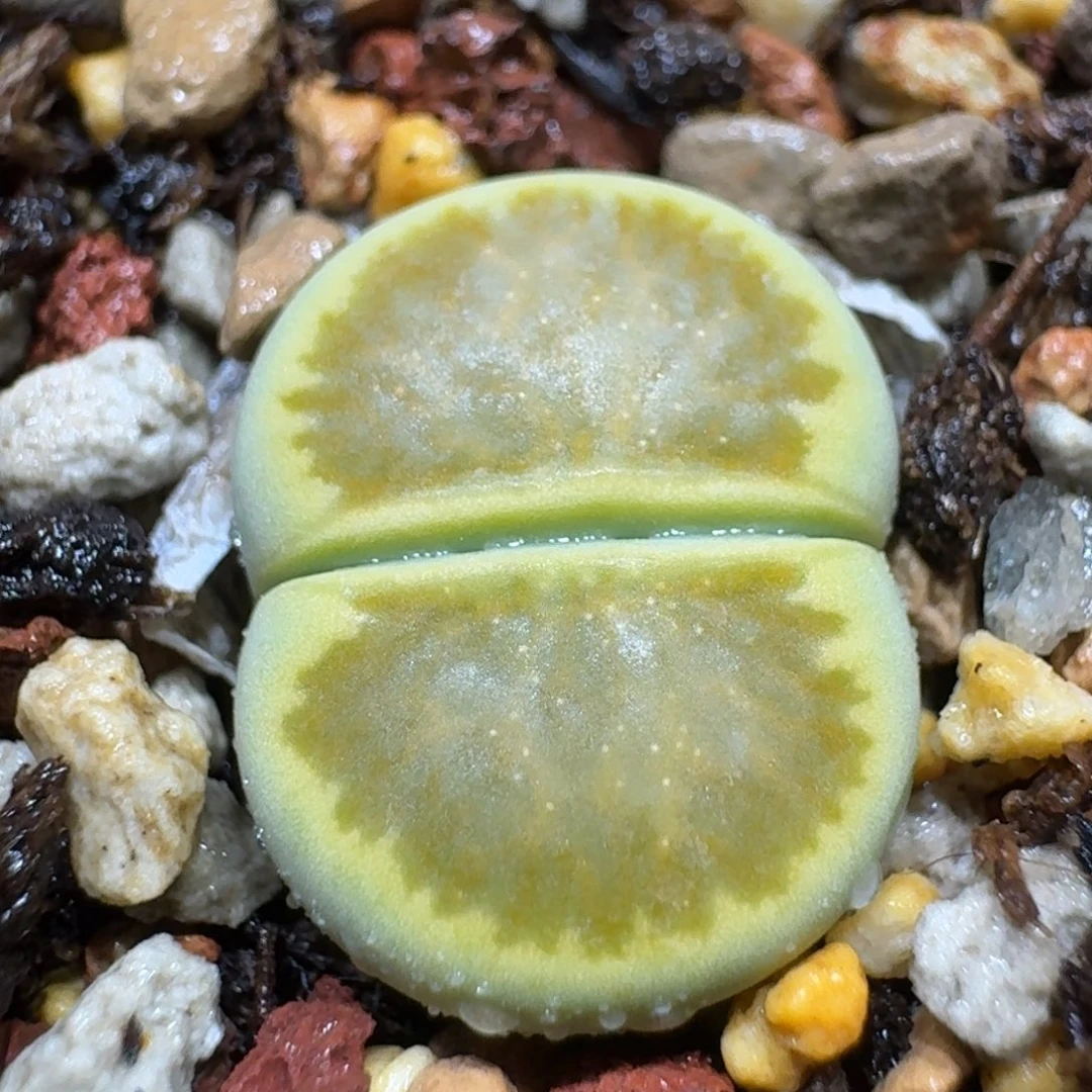 发****翅0925-122绿菊绿菊绿菊