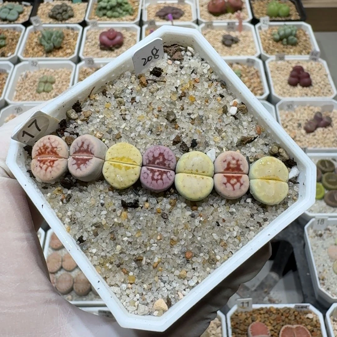 还***六1006-21彩套生石花