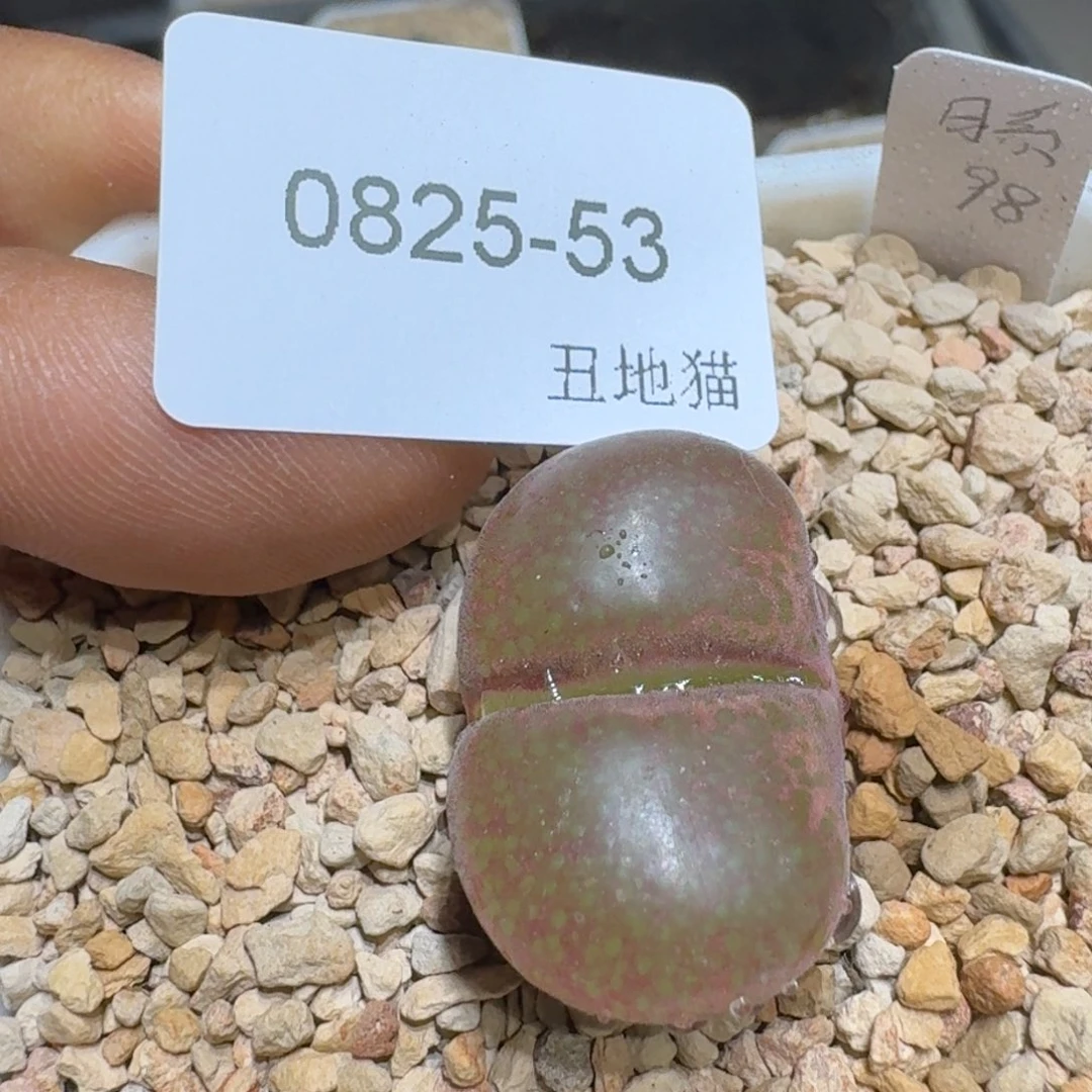 红陶20CM（含）-50CM（不含）妮*塔0825-053