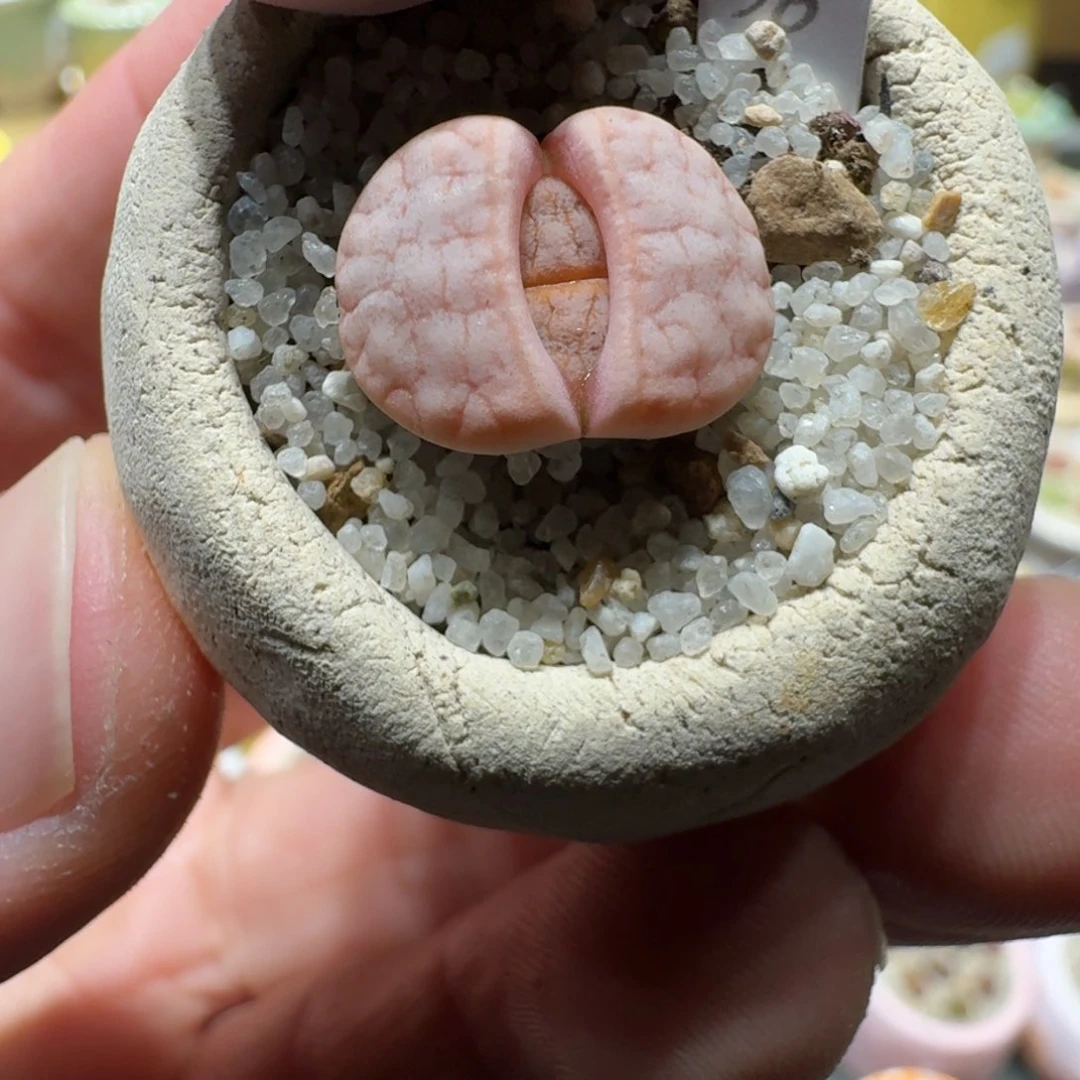 红陶?**?蘑菇290花纹