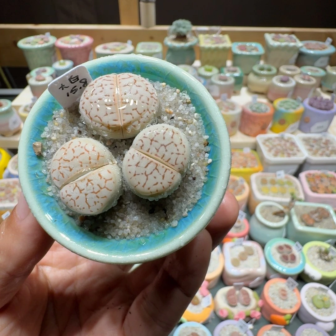 红陶蘑菇843大白