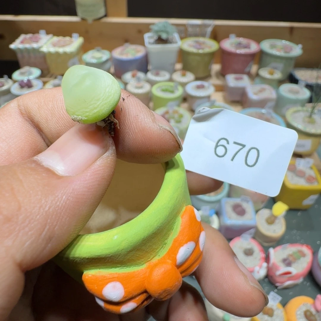 红陶20CM（含）-50CM（不含）人****～670