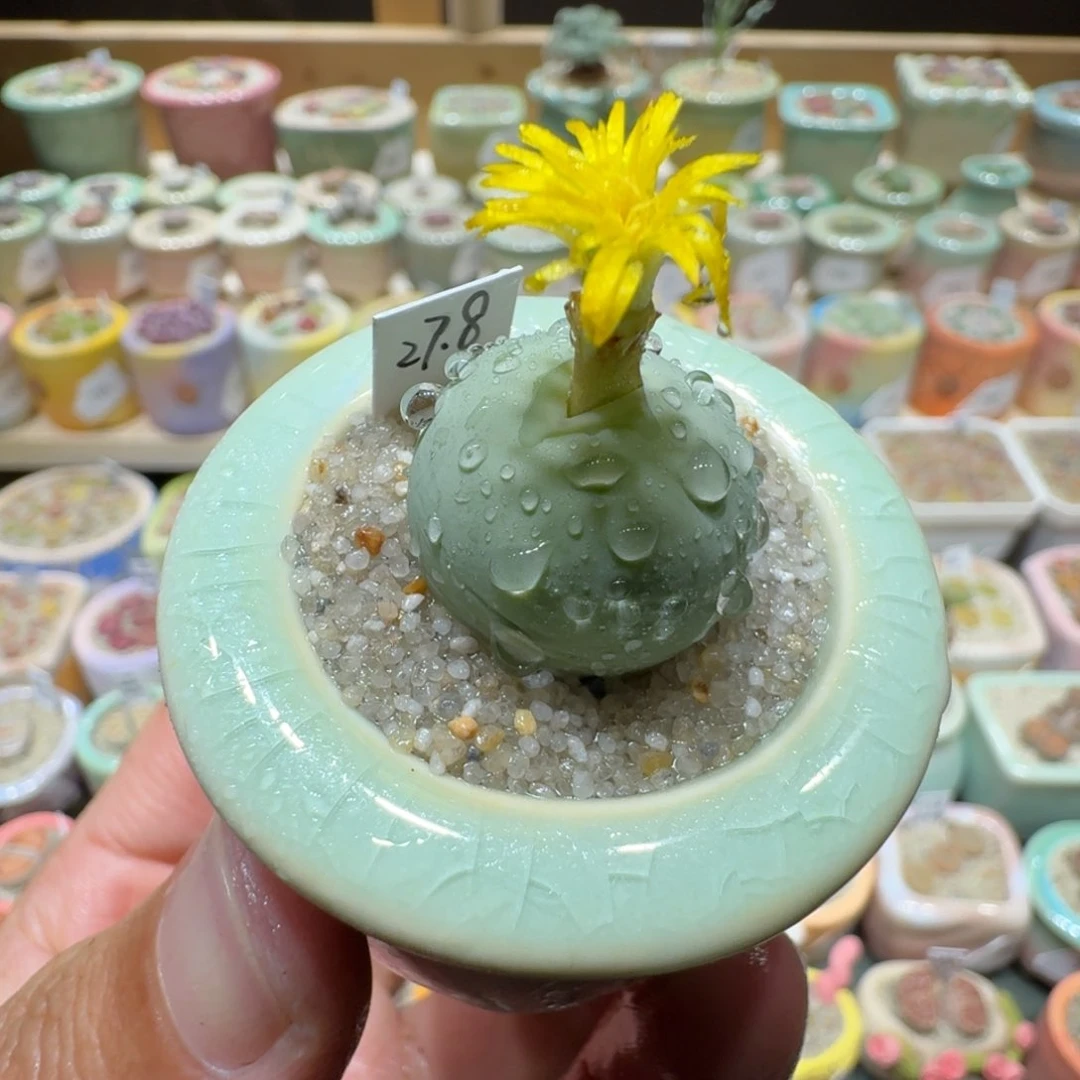 红陶20CM(含)-50CM(不含)蘑菇812