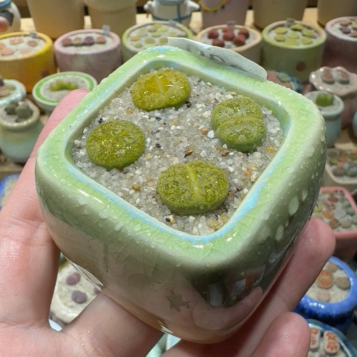 红陶20CM（含）-50CM（不含）蘑菇-030