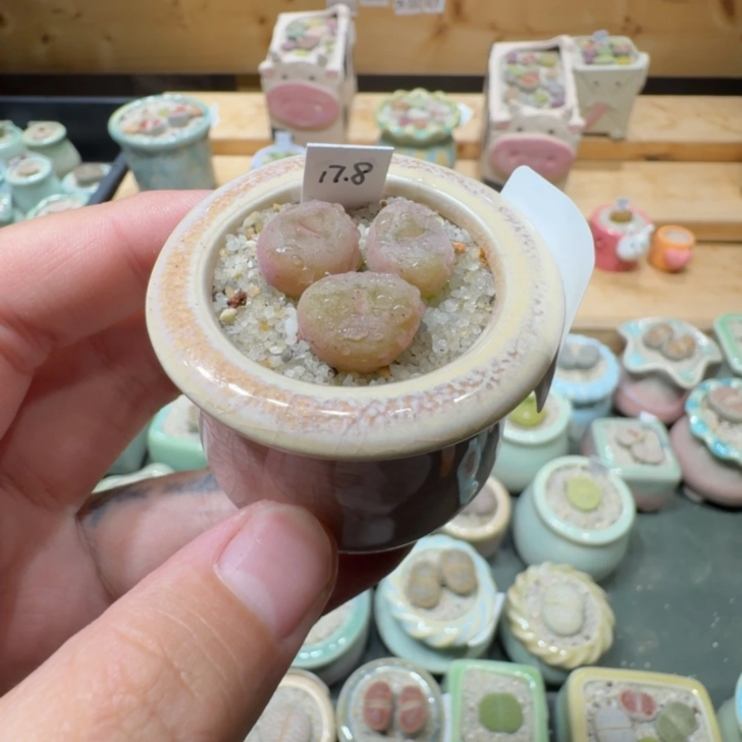 红陶20CM（含）-50CM（不含）L***g蘑菇-671