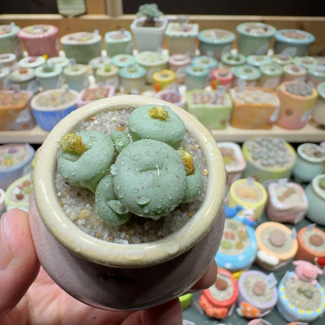 红陶20CM（含）-50CM（不含）蘑菇675