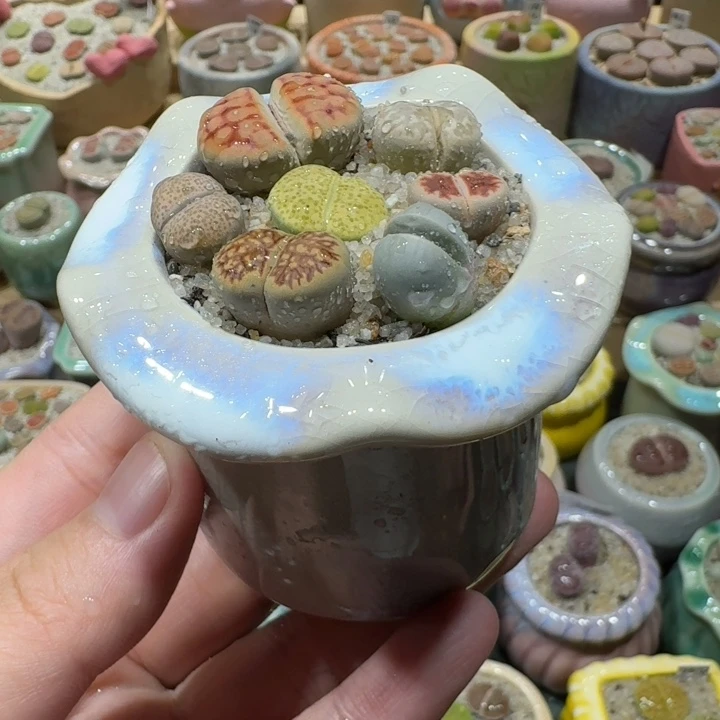 红陶20CM（含）-50CM（不含）蘑菇-700