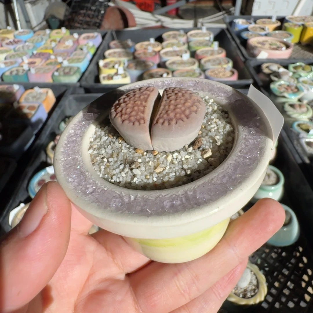 红陶20CM（含）-50CM（不含）安*蘑菇711