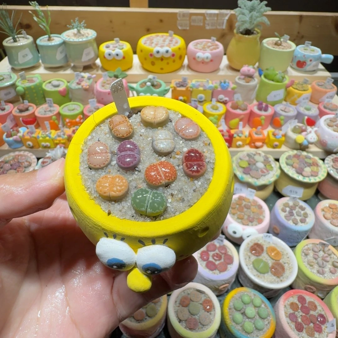 红陶妮*塔蘑菇680饼干