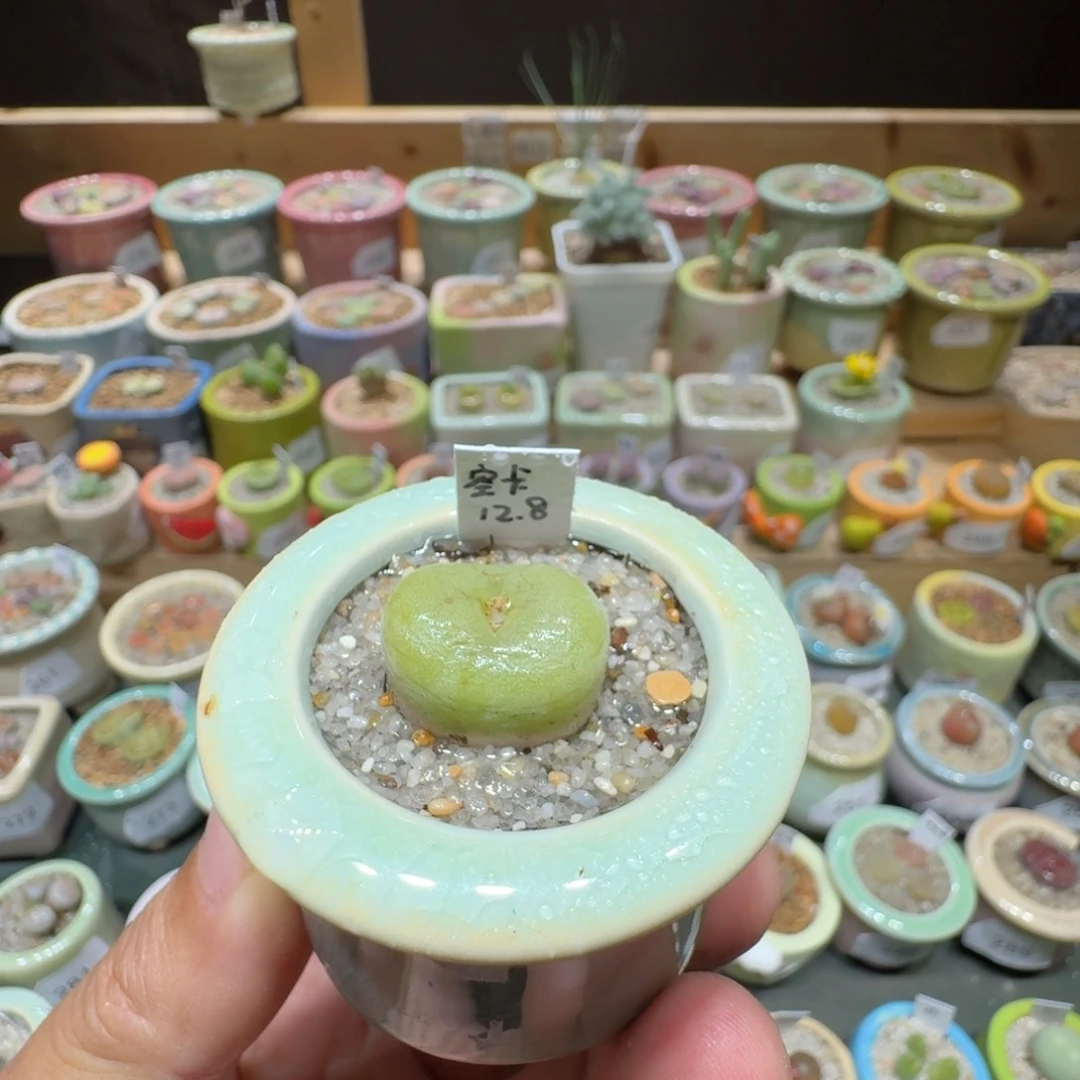 红陶20CM(含)-50CM(不含)蘑菇290