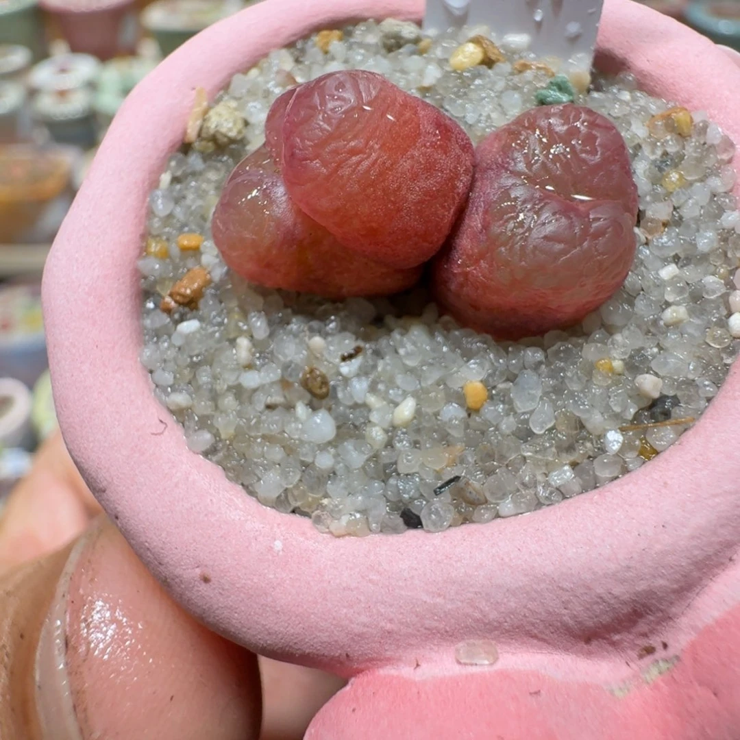 红陶20CM（含）-50CM（不含）蘑菇590