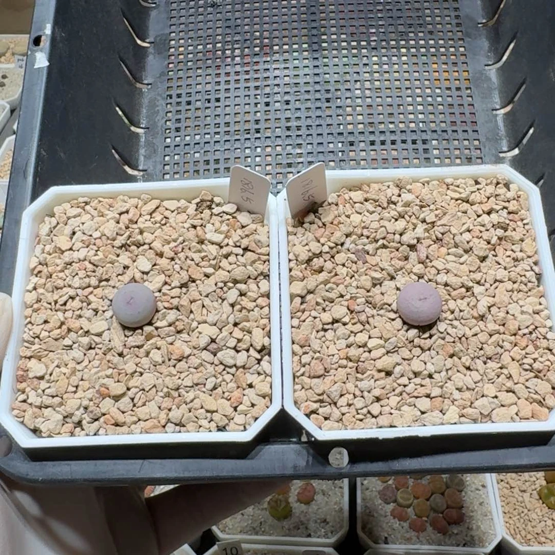 红陶20CM（含）-50CM（不含）豆****亲41