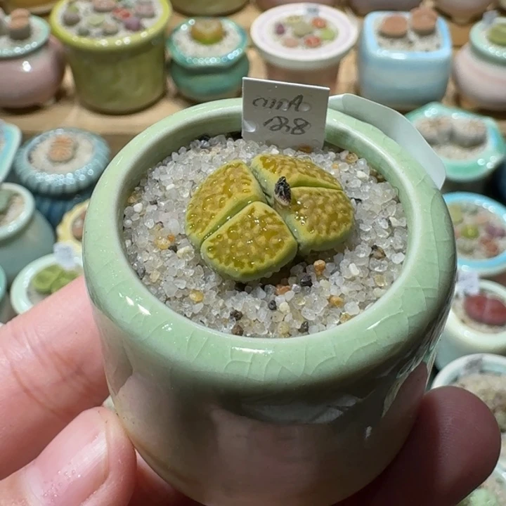 红陶20CM（含）-50CM（不含）蘑菇-135