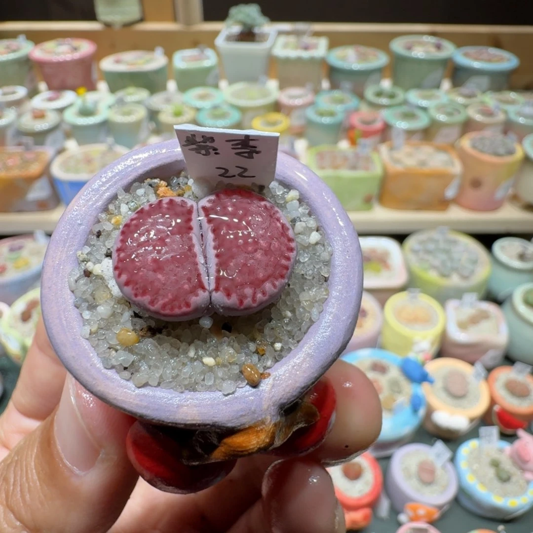 红陶20CM（含）-50CM（不含）蘑菇543