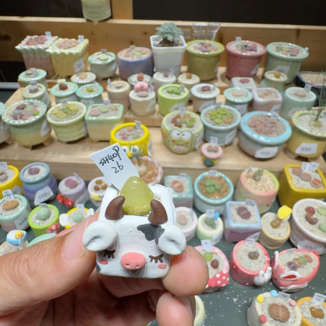 红陶20CM（含）-50CM（不含）蘑菇659