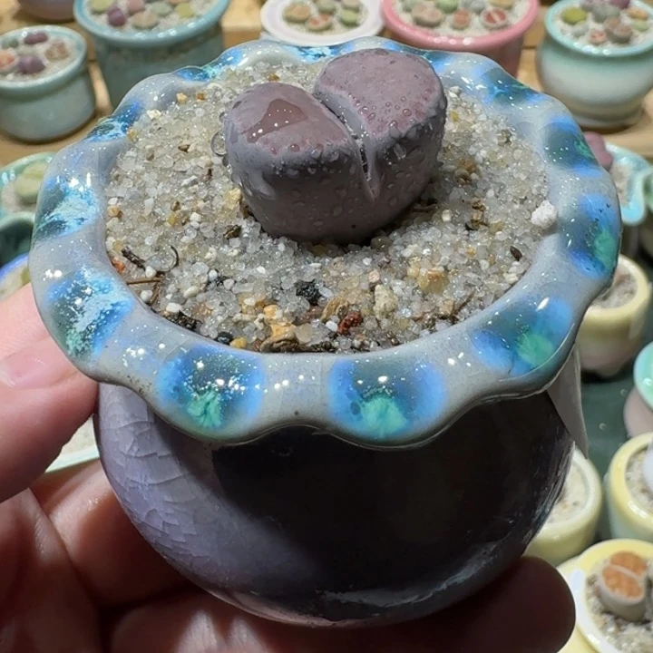 红陶20CM(含)-50CM(不含)蘑菇-137