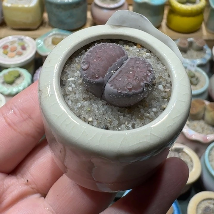 红陶20CM（含）-50CM（不含）蘑菇122