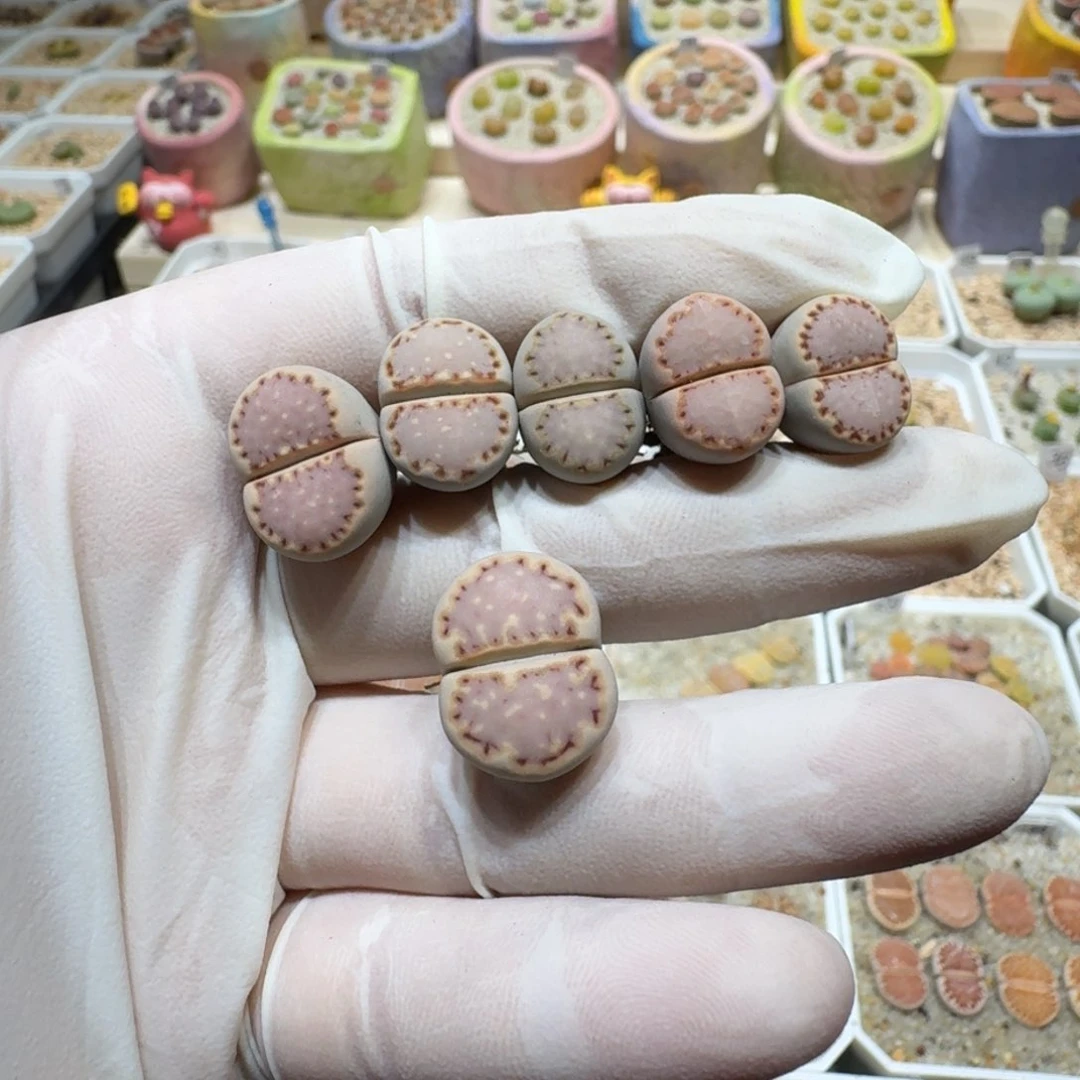 ^****干1103-22k饼干生石花