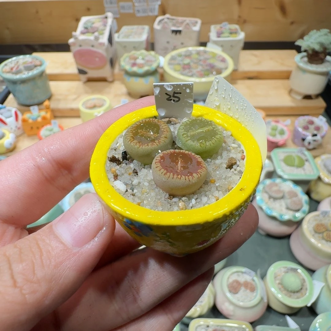 红陶20CM（含）-50CM（不含）H****兒蘑菇-665