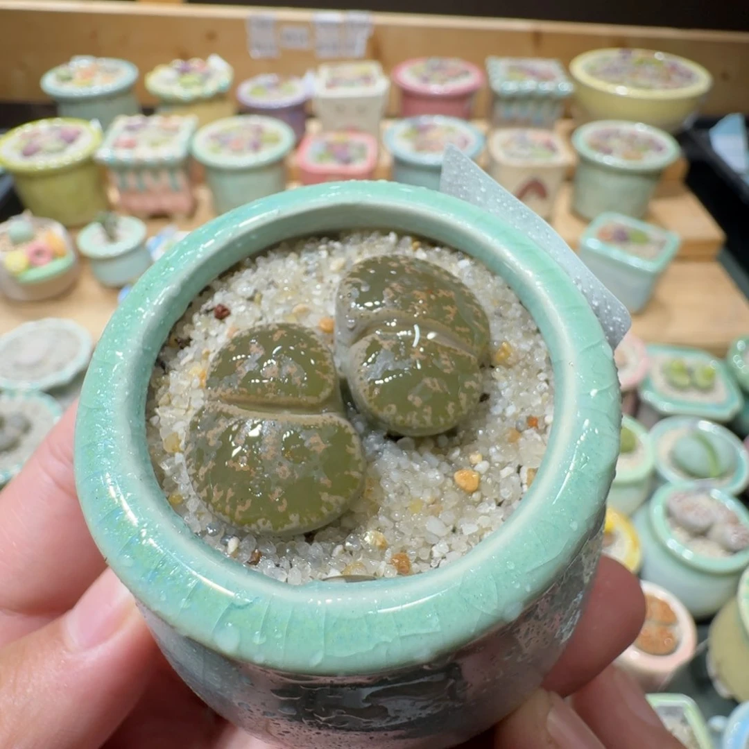 红陶20CM(含)-50CM(不含)蘑菇-459
