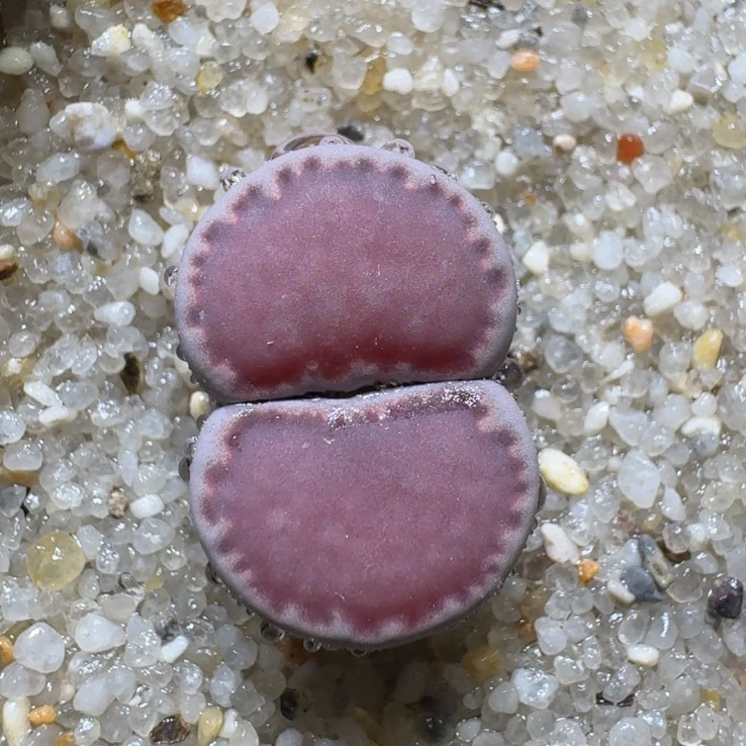 0826-50紫饼干生石花