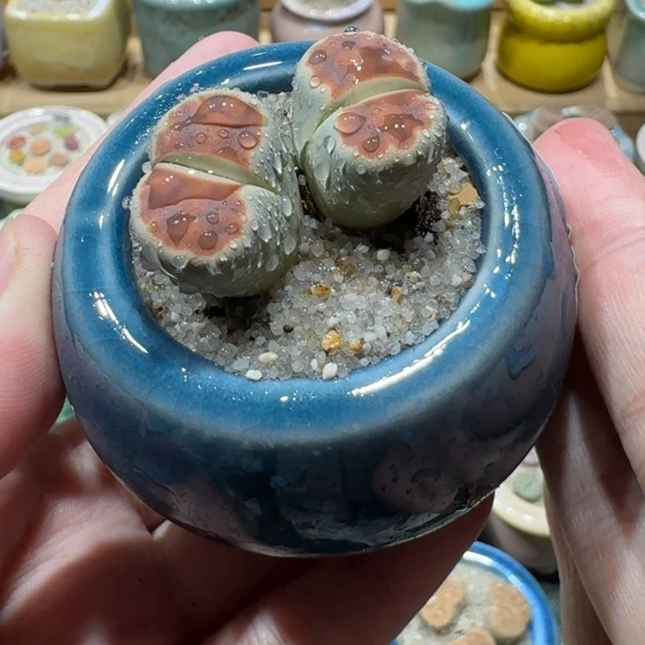 红陶20CM（含）-50CM（不含）蘑菇-149