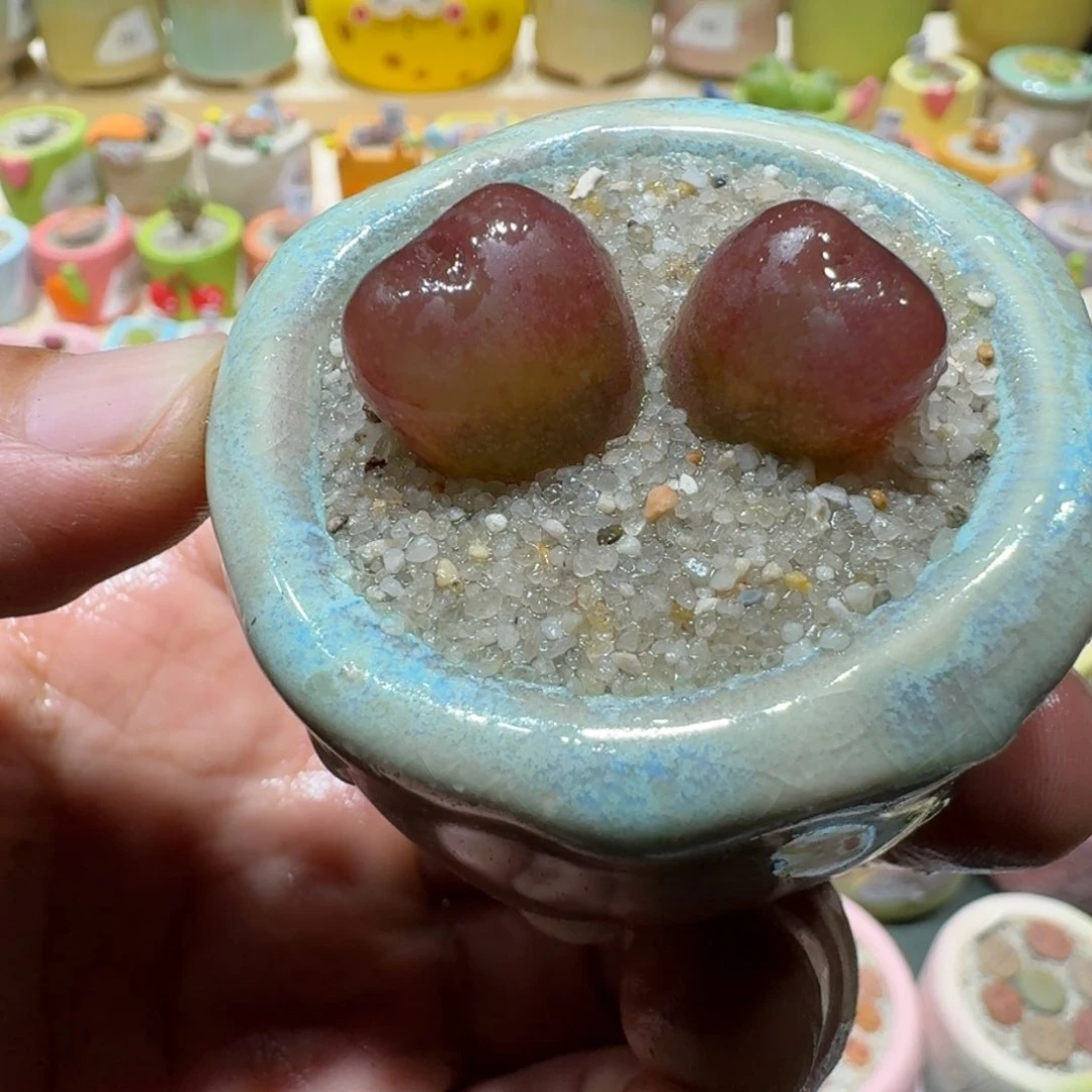 红陶蘑菇209毛汉尼