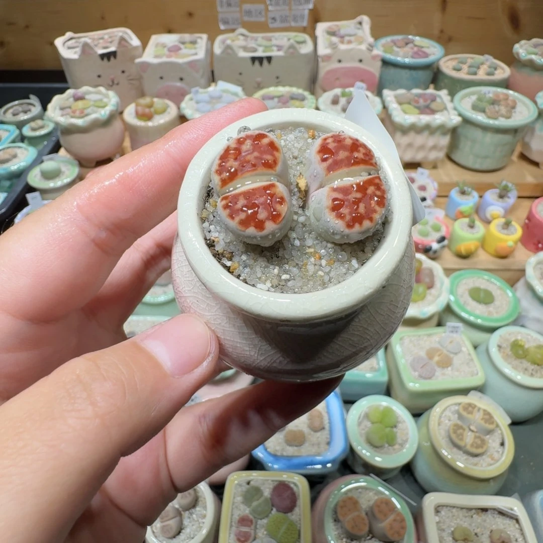 红陶20CM（含）-50CM（不含）蘑菇-337