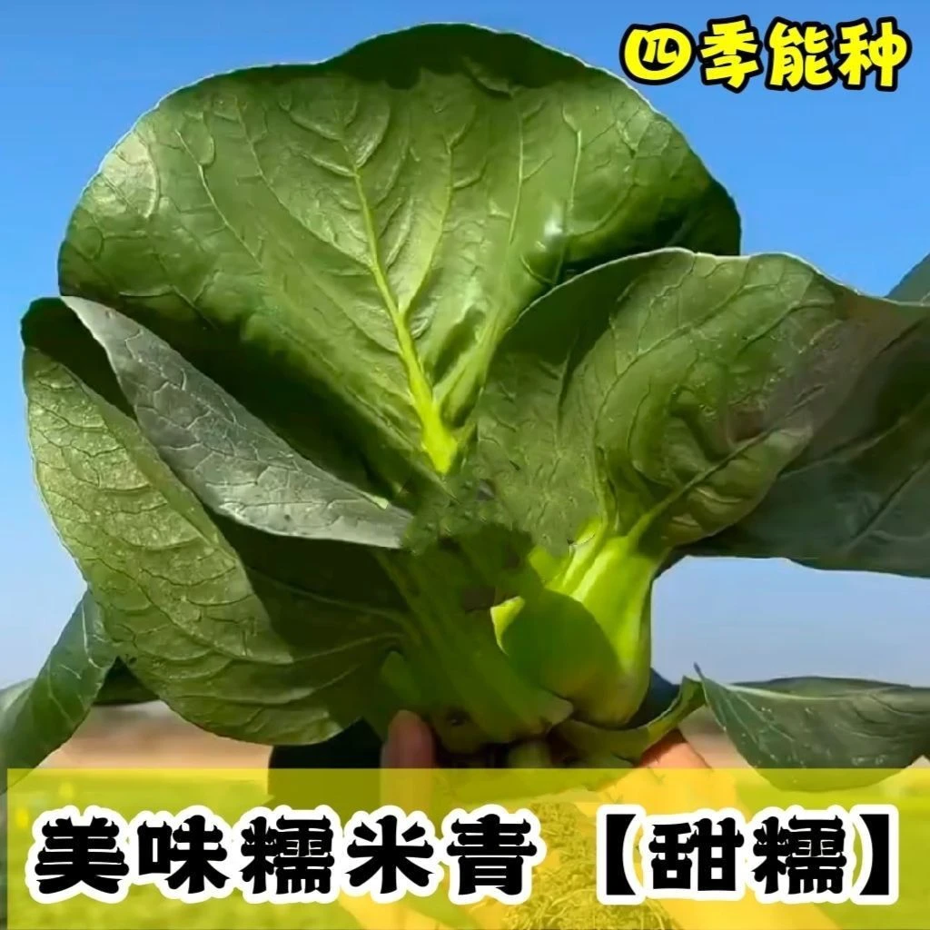 苏州青美味糯米青菜种子原装大叶黑叶油亮矮脚上海青菜蔬菜种孑