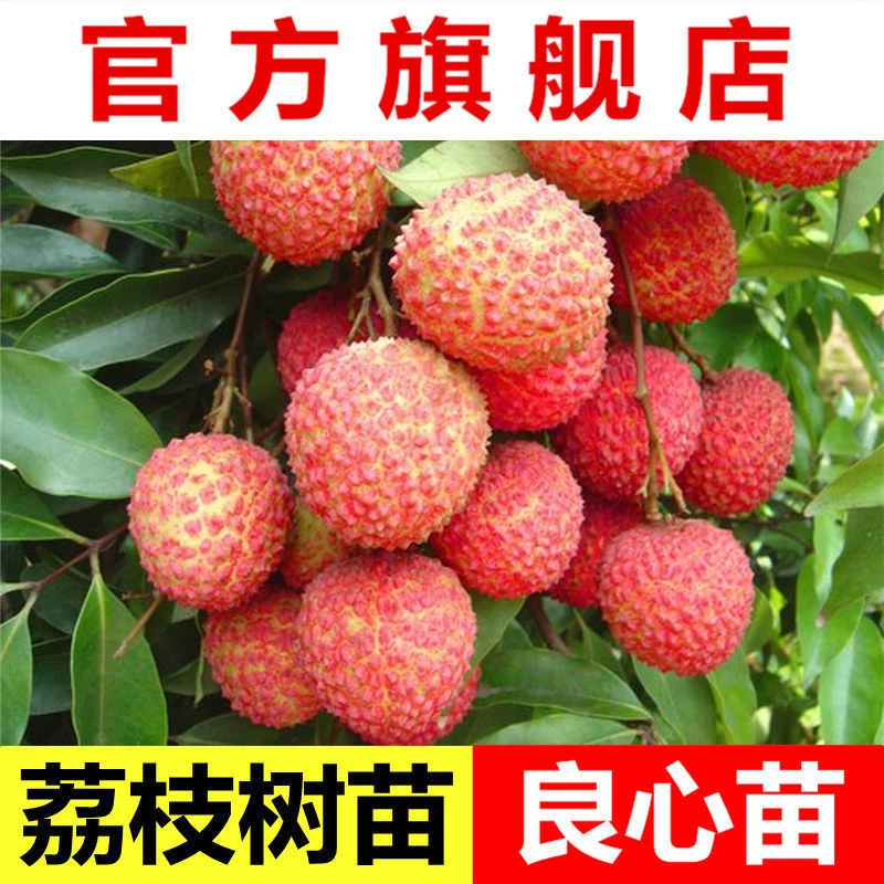 桂味荔枝圈枝大苗带土带叶广西发货精品美植袋嫁接桂味荔枝树苗
