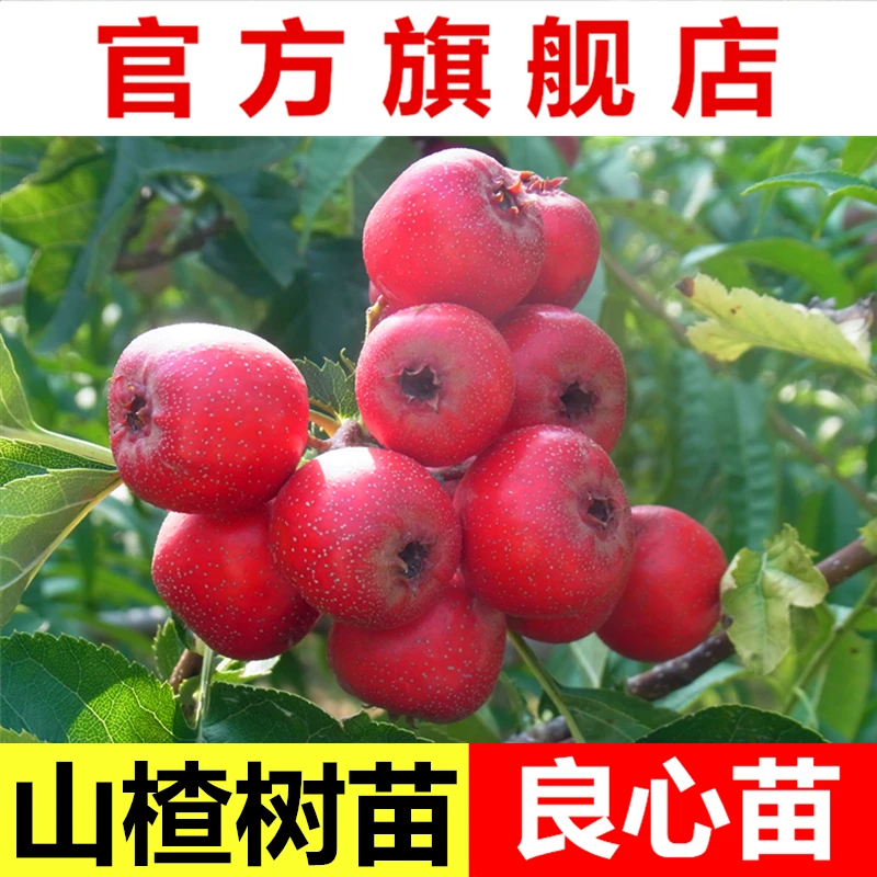 山楂树苗果树盆栽地栽南北方果树大金星山楂果树苗带土带叶嫁接苗