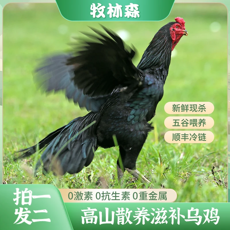 【拍一发二】两只乌鸡林间散养果木喂养土鸡现杀现发净重3.8斤左右
