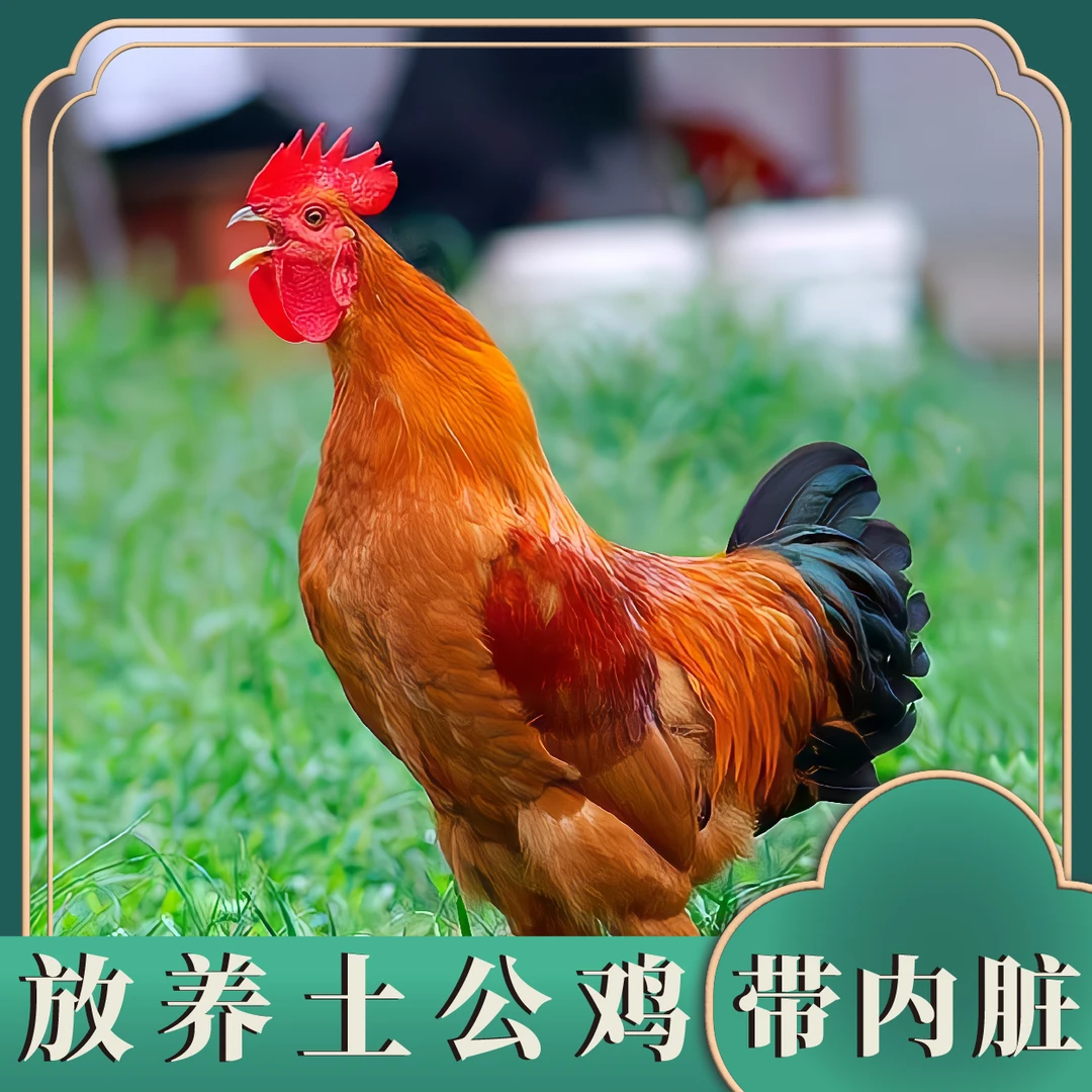农家散养大公鸡三只毛重14斤多 净重9斤左右[带内脏]肉质鲜嫩Y