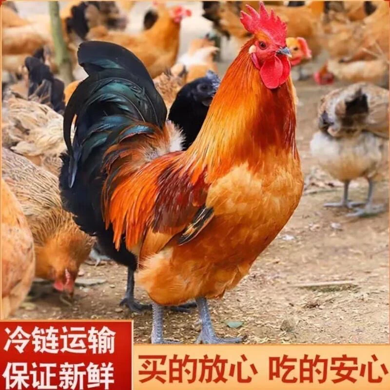 农家散养黑脚大公鸡 肉质鲜嫩带内脏三只毛重14斤多 净重9斤左右X
