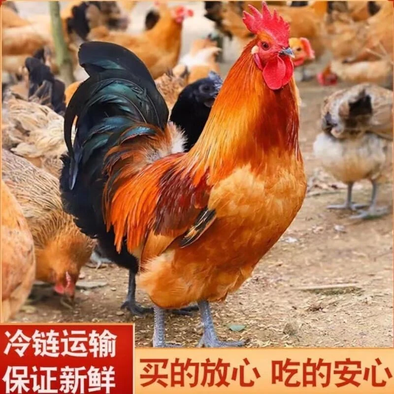 黑脚大公鸡散养土公鸡 走地鸡 土鸡 带内脏单只净重3斤  福利6