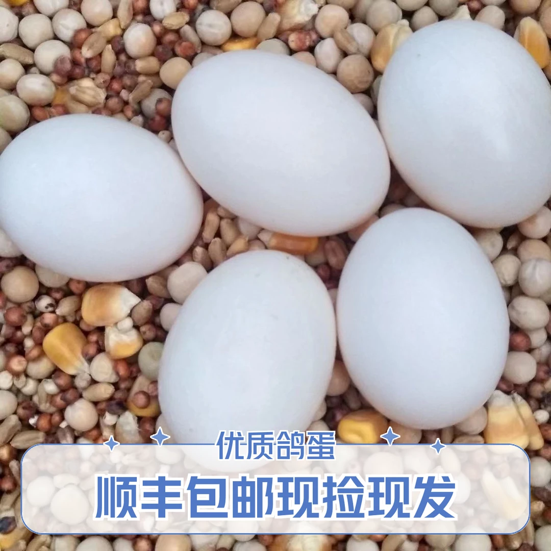 30枚新鲜鸽蛋五谷杂粮喂养营养辅食顺丰包邮