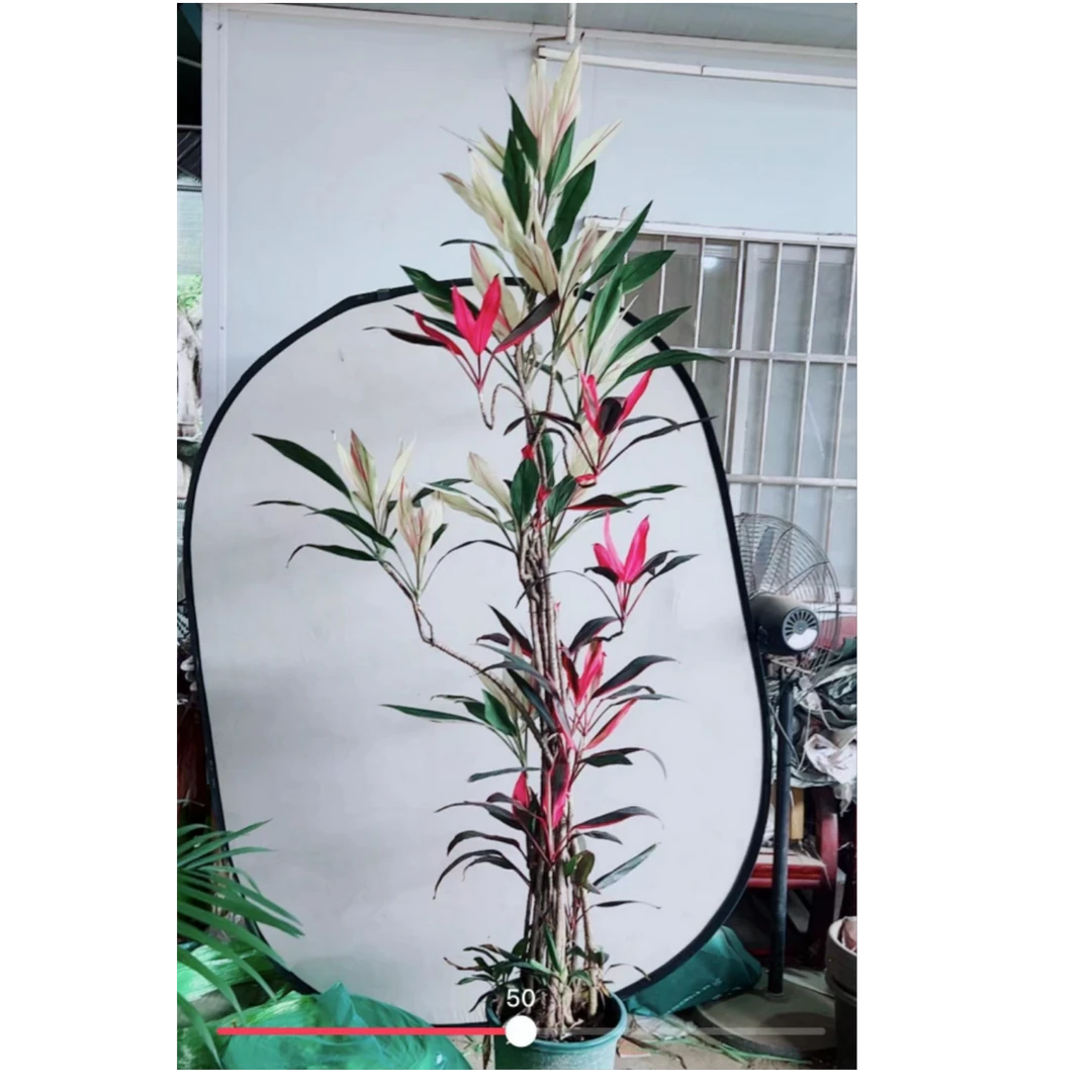 双拼朱蕉盆栽大型绿植办公室内客厅落地式真树四季常青