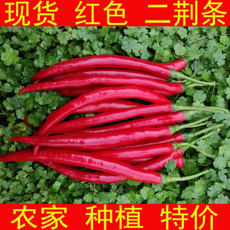 二荆条红辣椒 红线椒 红海椒 泡椒 剁椒 菜椒 尖椒 新鲜蔬菜贵州