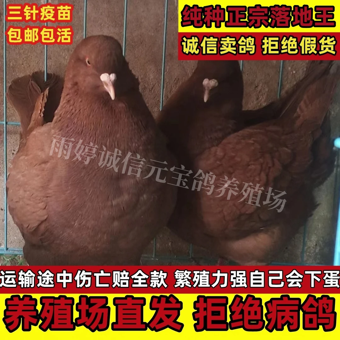 元宝鸽纯种正宗元宝鸽大体元宝鸽观赏宠物种鸽子苗一对鸟活物肉鸽