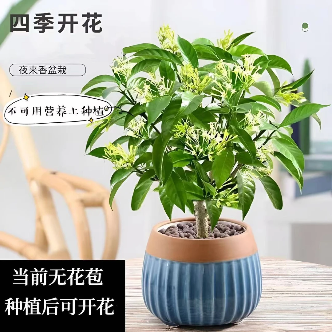 夜来香花树苗盆栽带花苞植物室内外阳台花卉绿植四季开花浓香驱蚊
