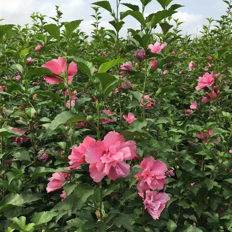 木槿花树苗可食用棒棒糖木槿花重瓣大苗阳台庭院盆栽耐寒四季开花
