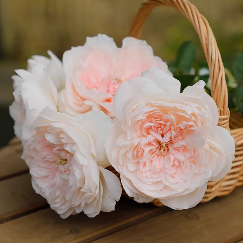 家书月季花苗大花浓香开花玫瑰小苗四季盆栽花卉爬藤植物树苗绿植