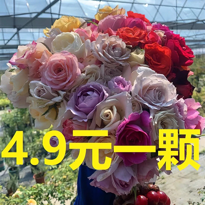 捡漏！两颗包邮月季花苗中苗福利品种不区分玫瑰品种裸根土球发货