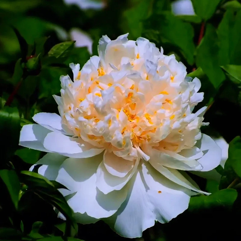 牡丹-姚黄 牡丹四大名品 菏泽赵楼村发货 盆栽花苗绿植景观