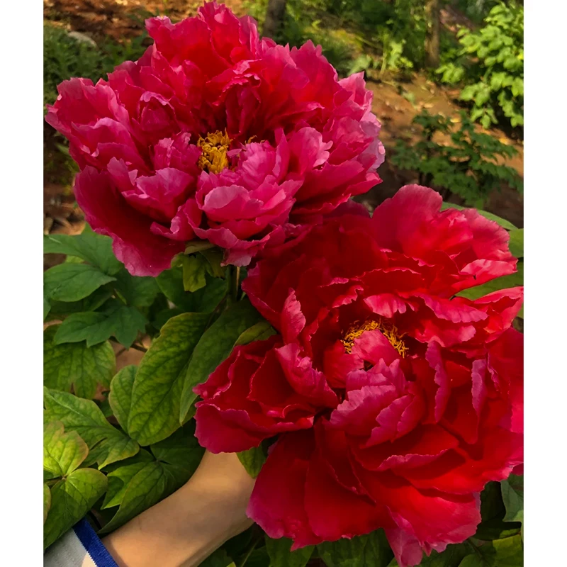 菏泽牡丹花苗-芳纪红色 山东菏泽牡丹赵楼区发货正宗重瓣庭院盆栽