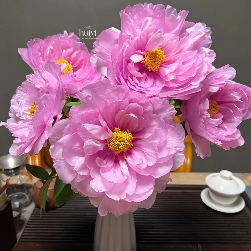 菏泽牡丹花苗-如花似玉 山东菏泽牡丹赵楼区发货正宗重瓣庭院盆栽