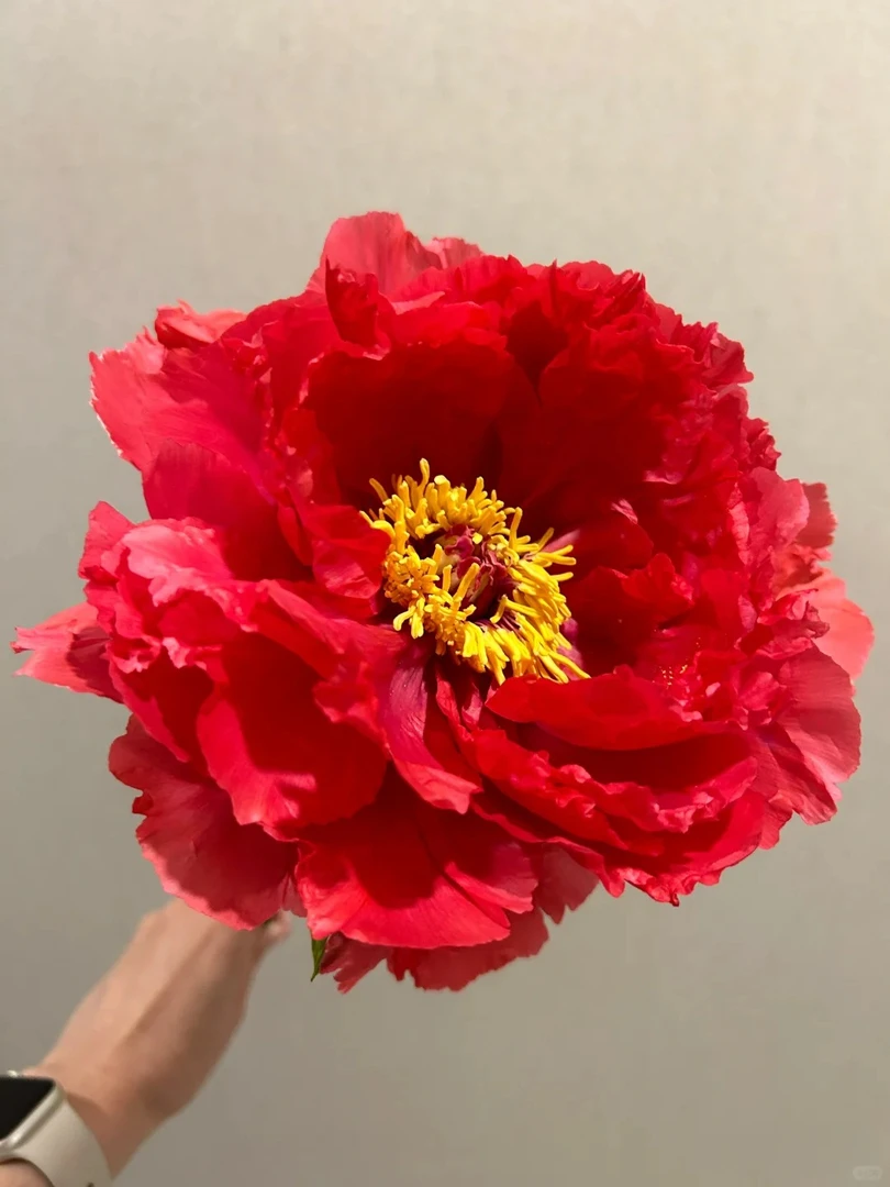 牡丹-新日月锦 6枝条以上 菏泽赵楼村发货 盆栽花苗绿植景观