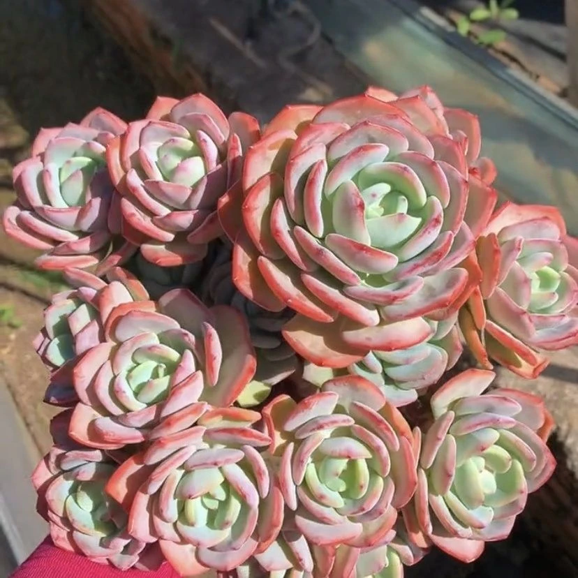 老桩白月光多肉植物高桩绝对好看